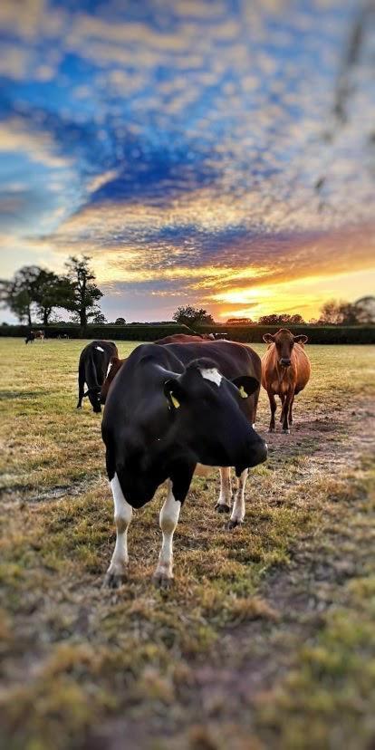 New Farm Cheshire Holidays Winsford  Ngoại thất bức ảnh
